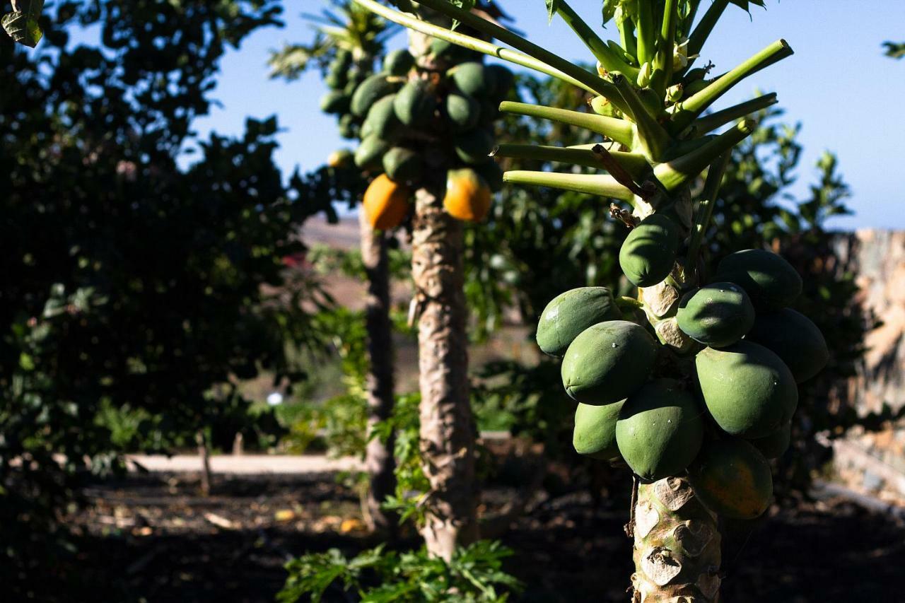 Finca Arbequina Pájara المظهر الخارجي الصورة