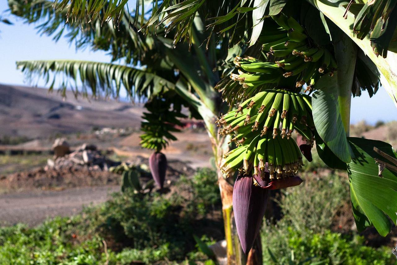 Finca Arbequina Pájara المظهر الخارجي الصورة