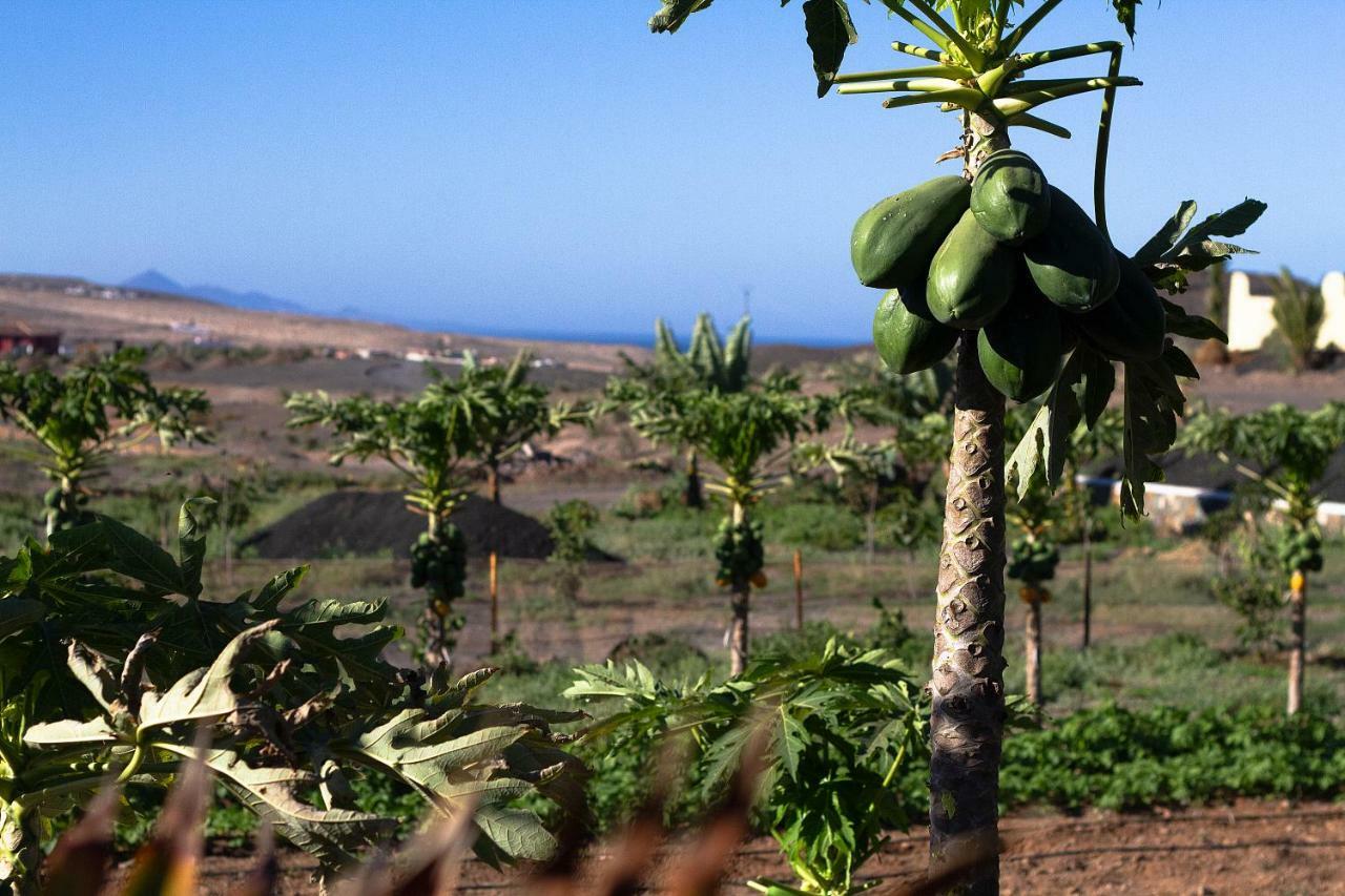 Finca Arbequina Pájara المظهر الخارجي الصورة