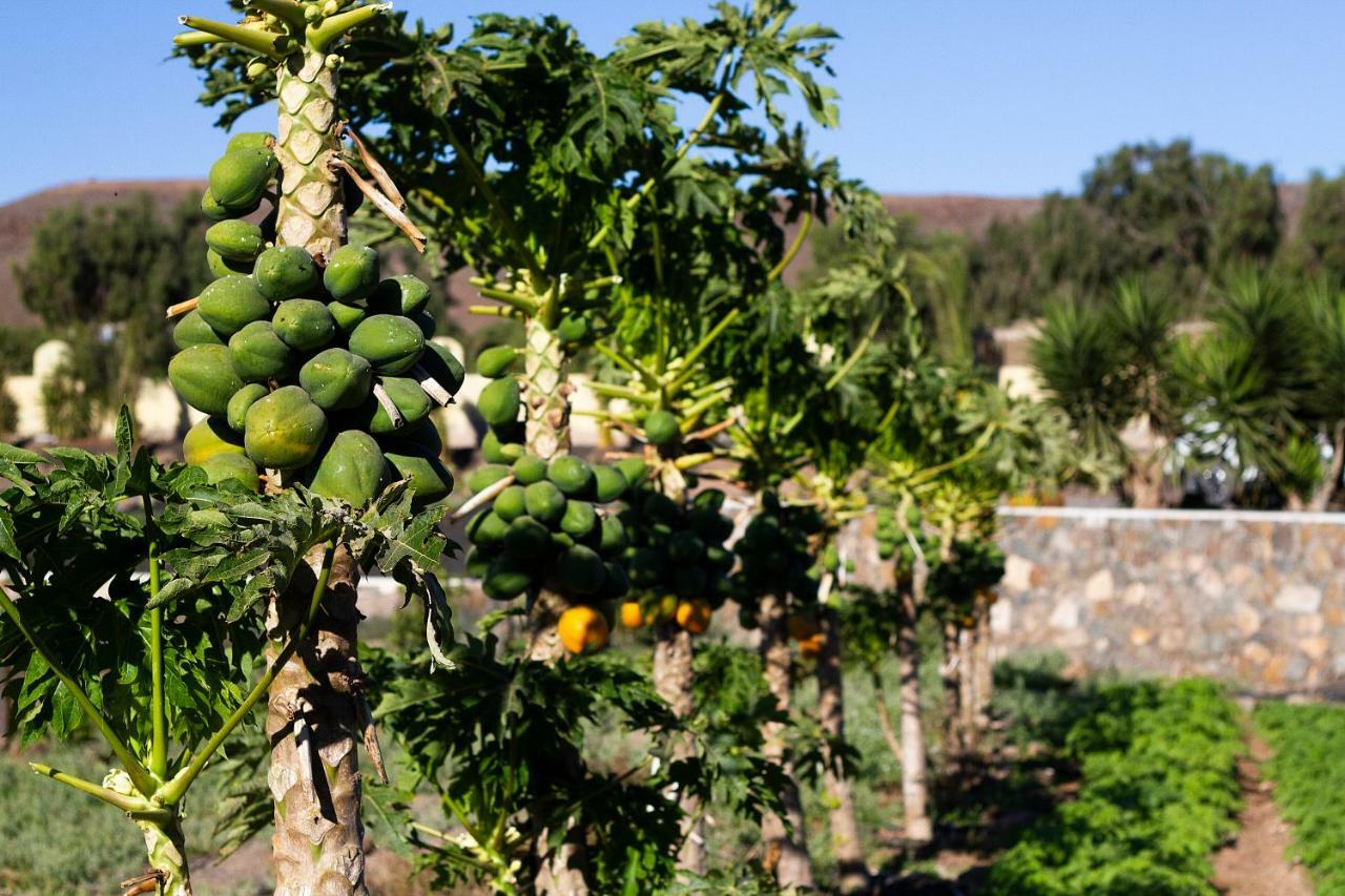Finca Arbequina Pájara المظهر الخارجي الصورة