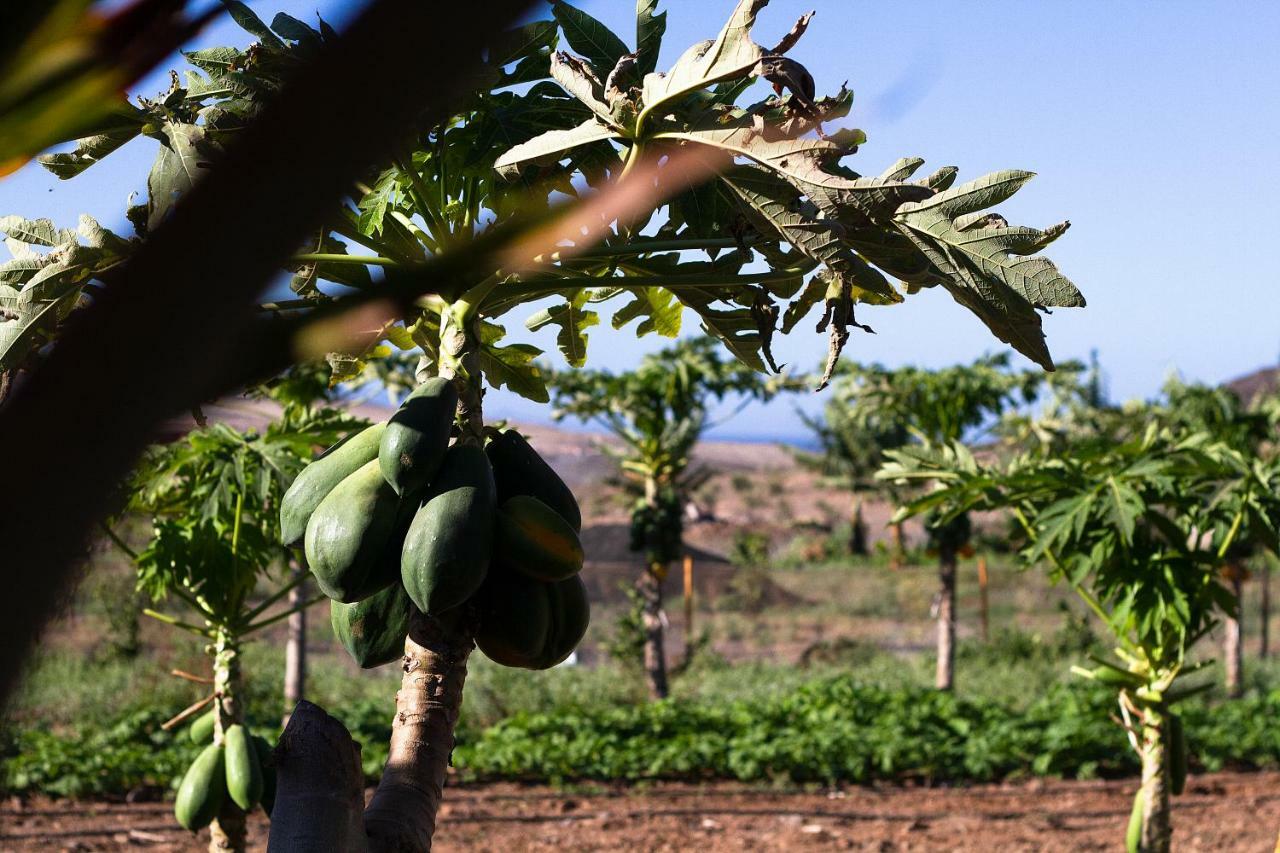 Finca Arbequina Pájara المظهر الخارجي الصورة