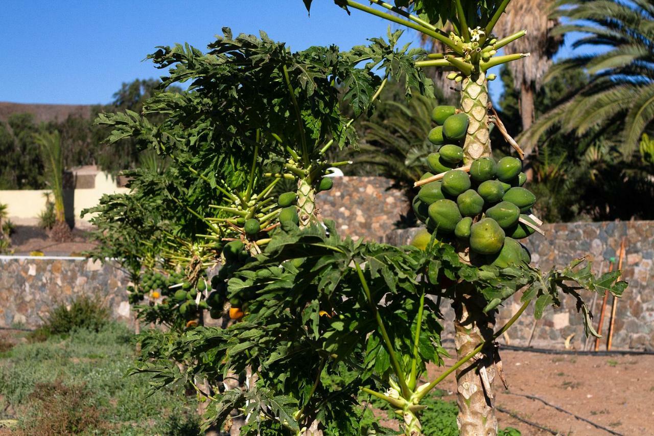 Finca Arbequina Pájara المظهر الخارجي الصورة